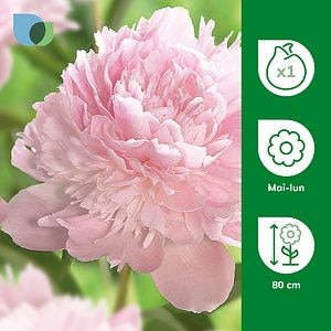 Bulb Bujor Pecher VERVE, roz