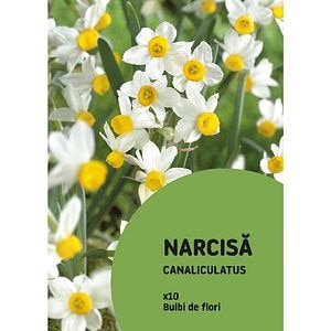 Bulbi Narcisa Canaliculatus Pitic, 10 bucati