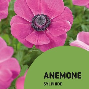 Anemone Sylphide 15