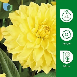Bulb Dahlia Glorie Van Heemstede, galben