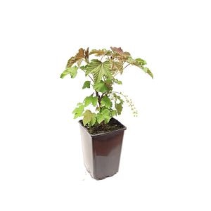 Mix arbusti fructiferi la ghiveci, 1 L