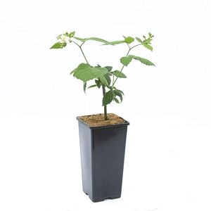 Mix arbusti fructiferi la ghiveci, 2 L