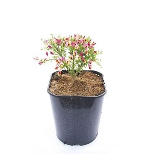 Arbusti ornamentali floare si parfum, 4 L