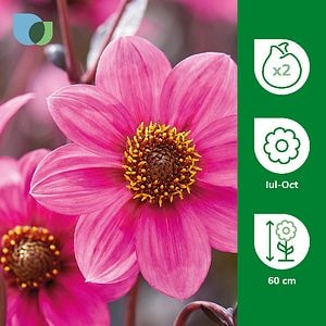 Bulbi dahlia Juliet roz VERVE, 2 bucati