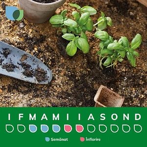 Bulb Dutch Iris White Excelsior, alb