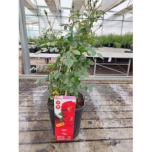 Trandafiri Tantau La Ghiveci 4L