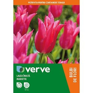 Bulb VERVE Lalea Lly Roz Mariette, roz