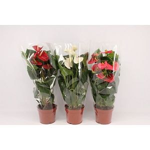 Mix Anthurium