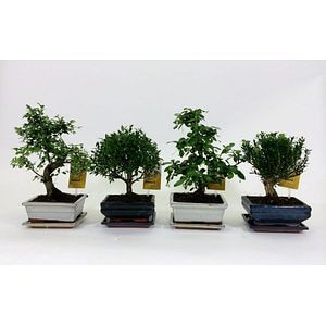 Bonsai traditional, 35cm