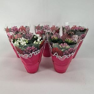 Floare De Colibri Bouvardia