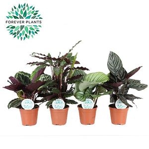 Calathea
