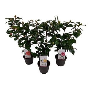 Arbust Camelia Japonica 50 60 cm