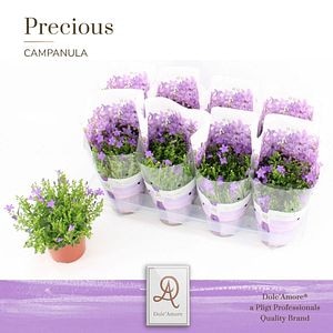 Planta Exterior Campanula 18 25  cm