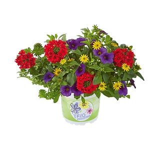 Planta Ext.Checkies Andorra 18 25 cm