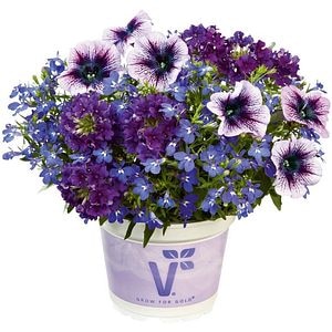 Planta Ext.Checkies Caledo. 18 25 cm