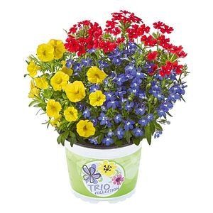 Planta Ext.Checkies Colomb. 18 25 cm