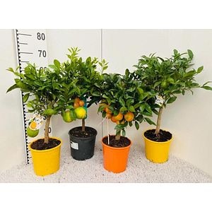 Citrus 1 Tija