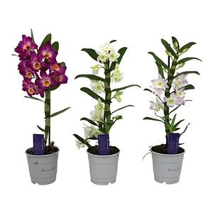 Orhidee Dendrobium Nobile 1 Tija