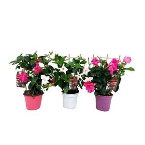 Planta Exterior Dipladenia 40 45 cm