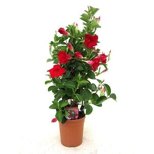Planta Exterior Dipladenia 40 45  cm