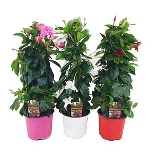Planta Dipladenia Piramids 60 65  cm