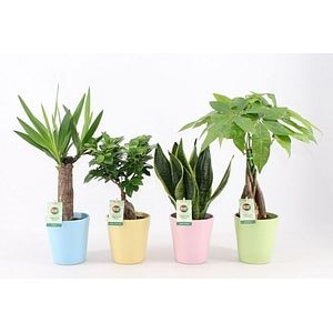 Planta Suculenta In Ghiveci Ceramic