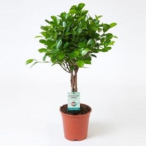 Ficus Moclame