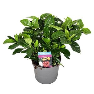 Gardenia Iasomie