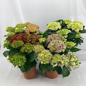 Mix Hortensie Macrophylla D 14  cm