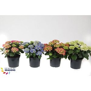 Mix Hortensie Macrophylla D 23  cm