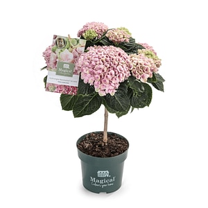 Planta mix Hydrangea Magical, 1 tija, inaltime 50-55 cm