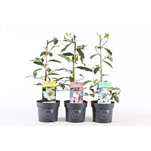 Magnolia 40 60  cm