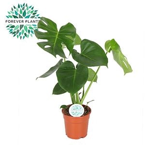 Planta Interior Monstera Deliciosa
