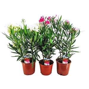 Oleander 45 55  cm