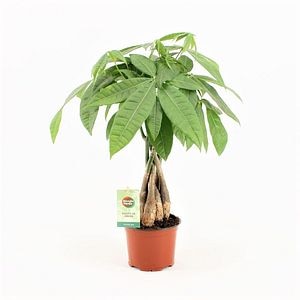 Pachira Aquatica Arborele Banilor