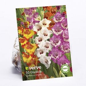 Gladiole Glamourous VERVE, 50 bulbi