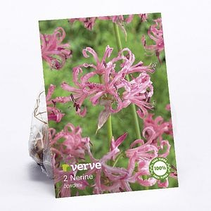 Nerine bowdenii • Verve