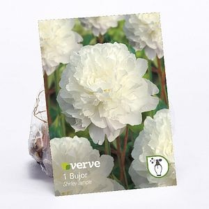 Bulbi Bujor Temple VERVE, alb