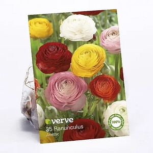 Bulb Ranunculus, mix
