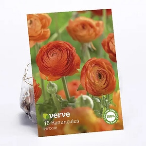 Bulbi Ranunculus, portocaliu