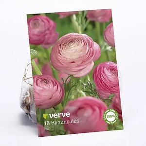 RANUNCULUS ROZ