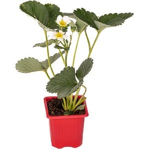 Rasad Capsuni Fragaria X Ananasa, D 7 cm, H 15 cm