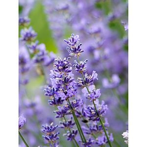 Arbust ornamental Lavanda, 50 cm