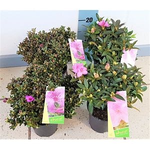 Mix Rhododendron, in ghiveci, 11 cm