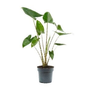 Alocasia Zebrina Elephant Ear