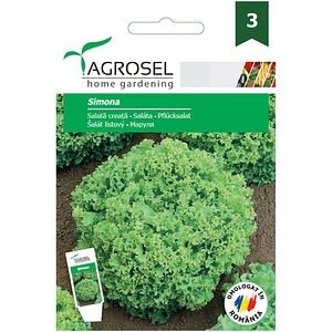 Seminte de legume Salata creata alba Simona, 1 plic