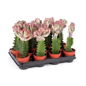 Euphorbia Lac Cristata