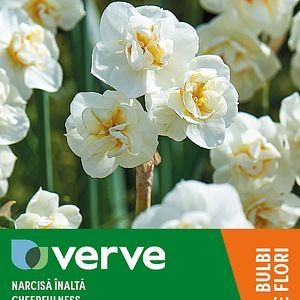 Bulb VERVE Narcisa Cheerfulness, alb