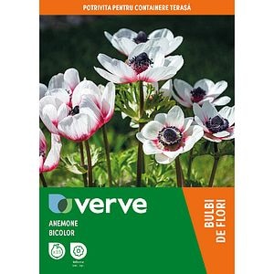 Anemone Bicolor