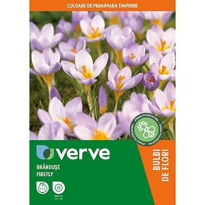 Bulbi VERVE Crocus Firefly, mov
